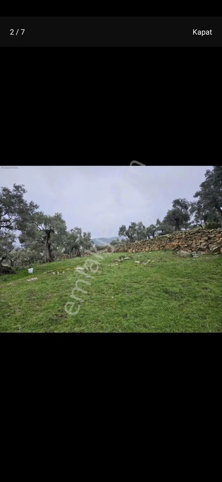 Vatan'da Aydın Çinede Tek Tapu 11 Ağaçlı Zeytin Uygun Fiyat Acil - Görsel 2