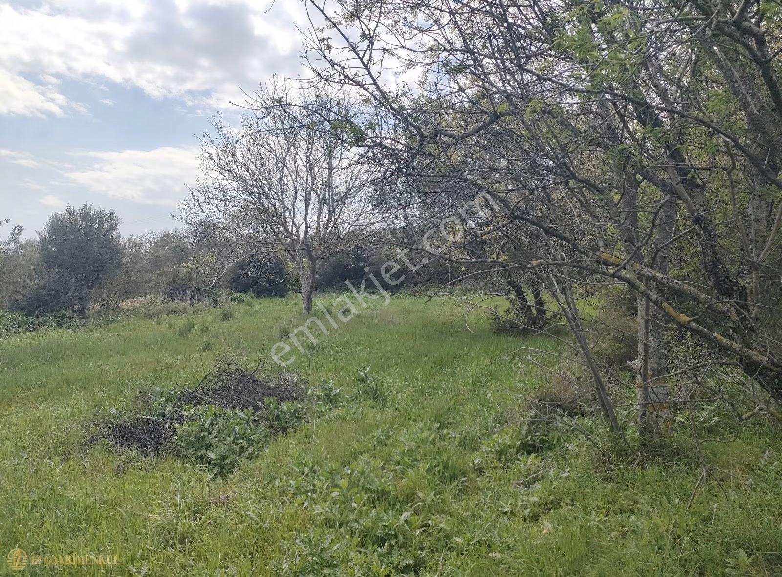 Çanakkale Lapseki Kangırlı 'da Satılık Yatırımlık Bağ/tarla