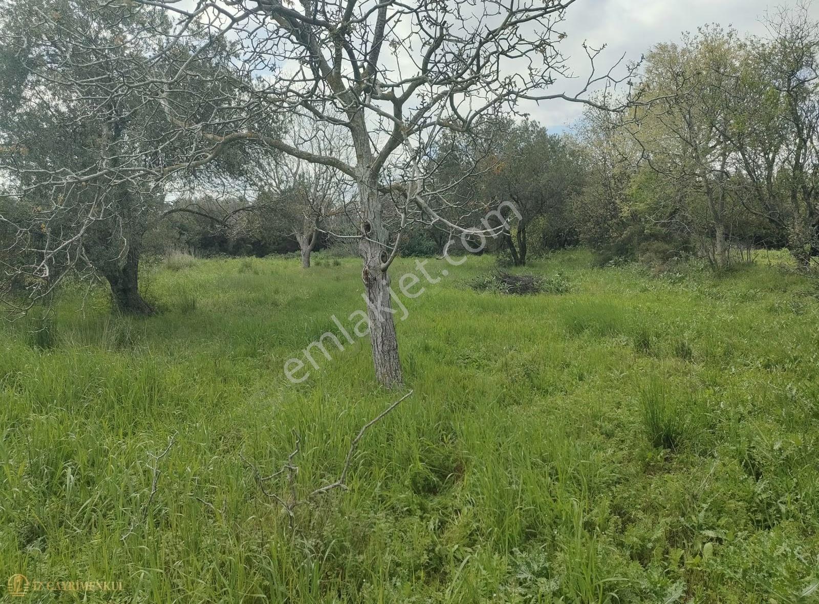 Çanakkale Lapseki Kangırlı 'da Satılık Yatırımlık Bağ/tarla - Görsel 5