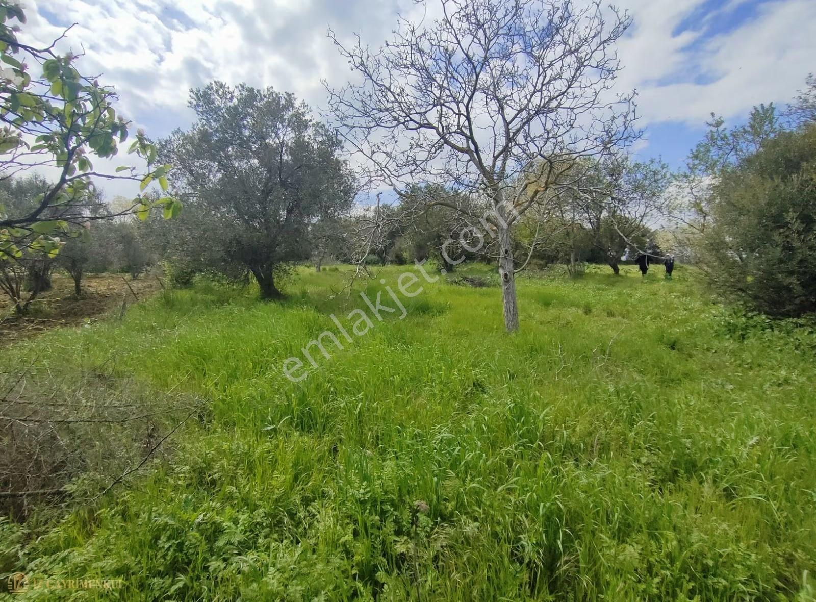 Çanakkale Lapseki Kangırlı 'da Satılık Yatırımlık Bağ/tarla - Görsel 4