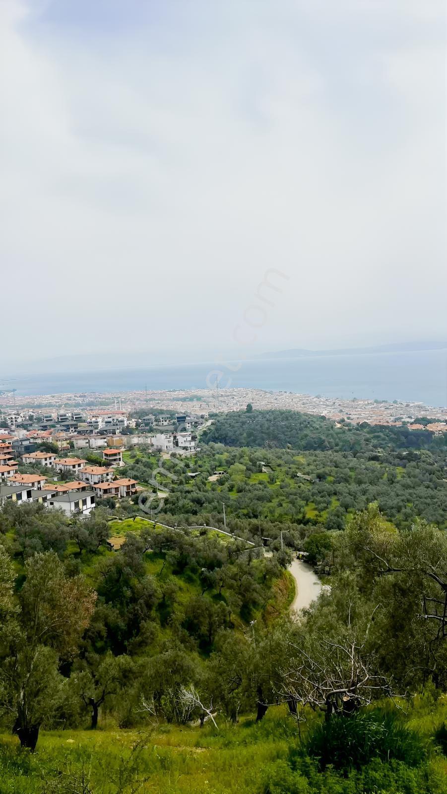 Altınolukta Kapanmaz Full Deniz Manzaralı Zeytinlik - Görsel 3