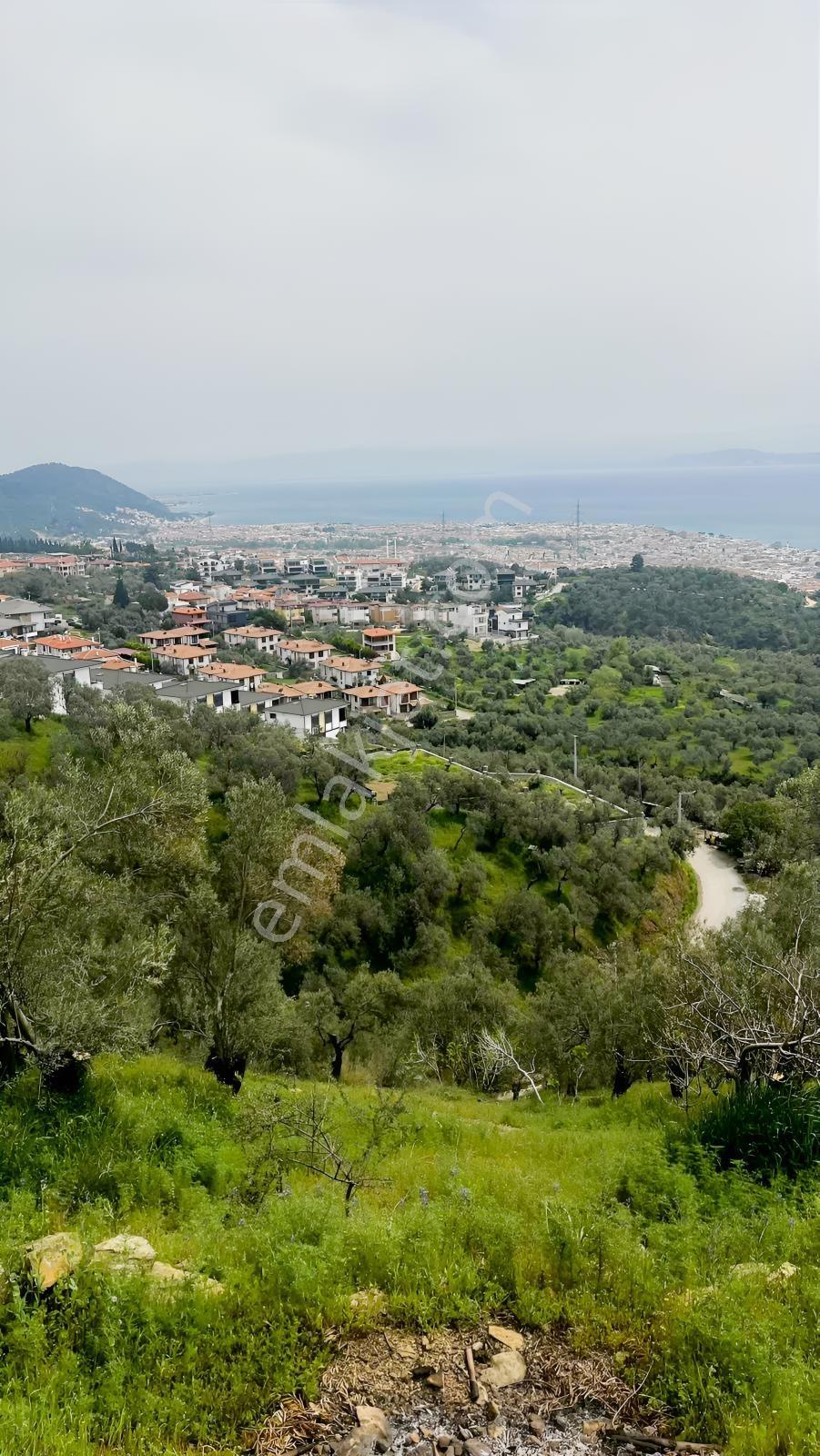 Altınolukta Kapanmaz Full Deniz Manzaralı Zeytinlik - Görsel 2