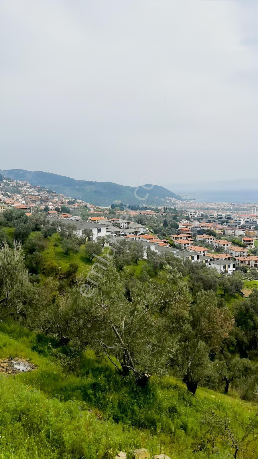Altınolukta Kapanmaz Full Deniz Manzaralı Zeytinlik
