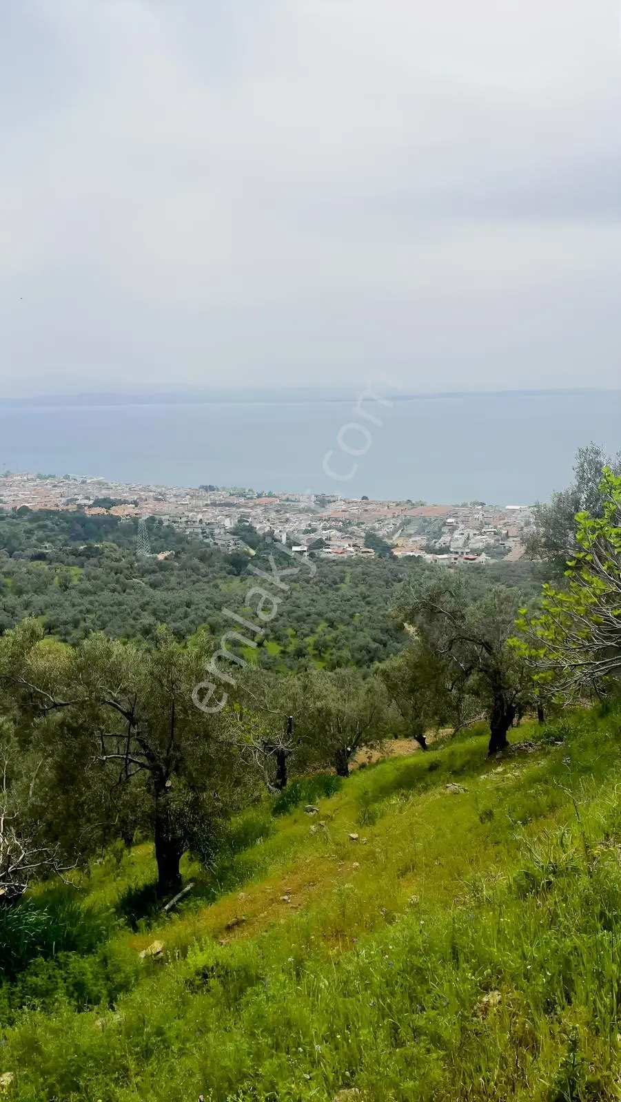 Altınolukta Kapanmaz Full Deniz Manzaralı Zeytinlik - Görsel 4