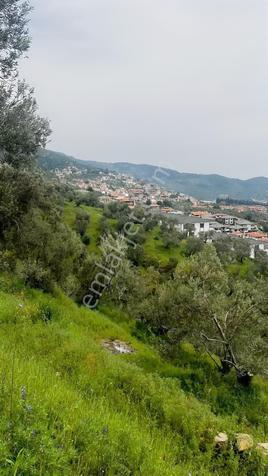 Altınolukta Kapanmaz Full Deniz Manzaralı Zeytinlik - Görsel 5