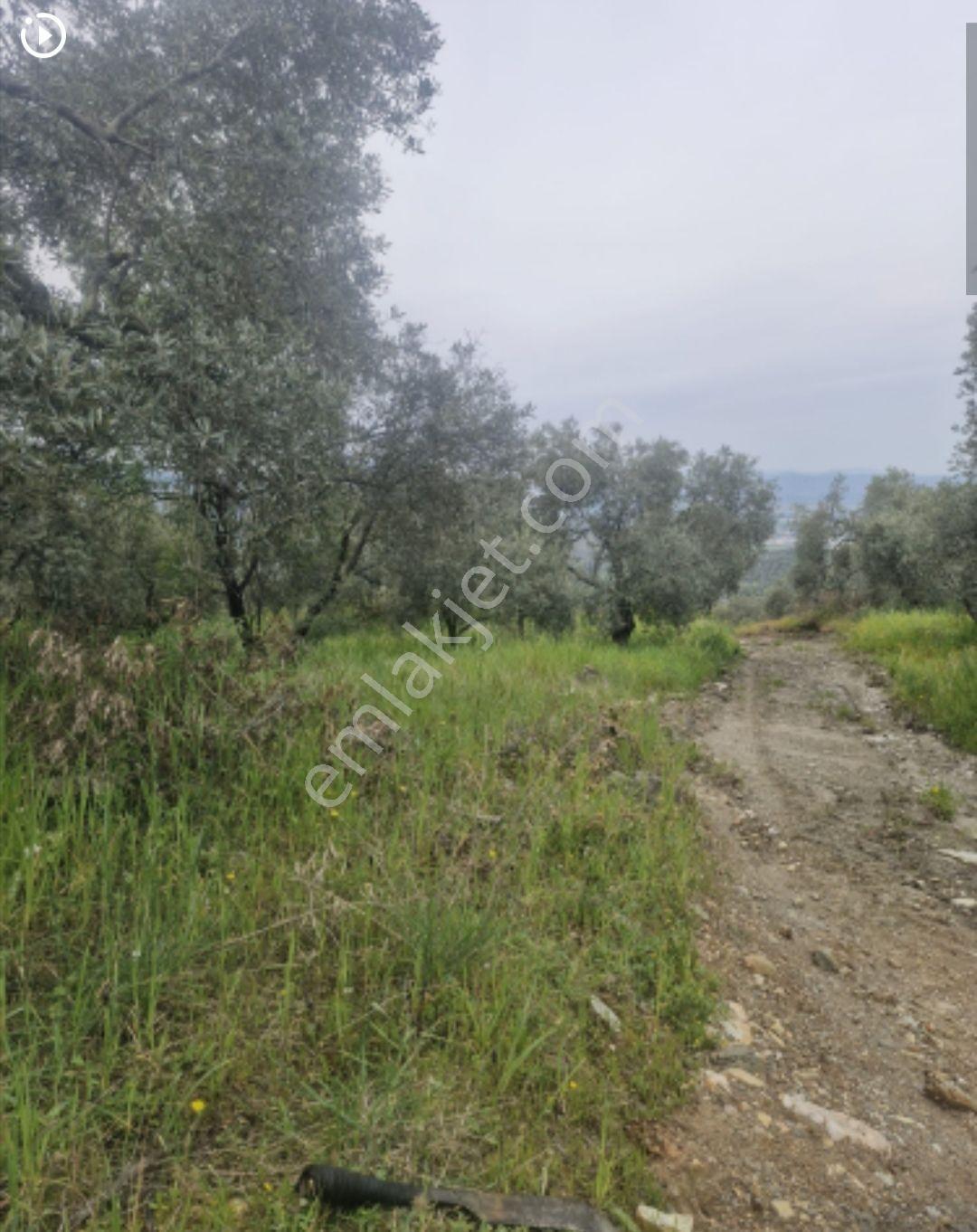 İzmir/selçuk/14 Mayıs Mah. 11.815m2 Bahçemiz Satılıktır. - Görsel 3