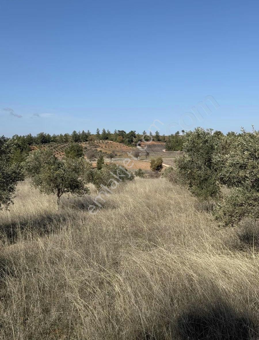 Muğla'da 10452 M2 Zeytinlik - Görsel 4