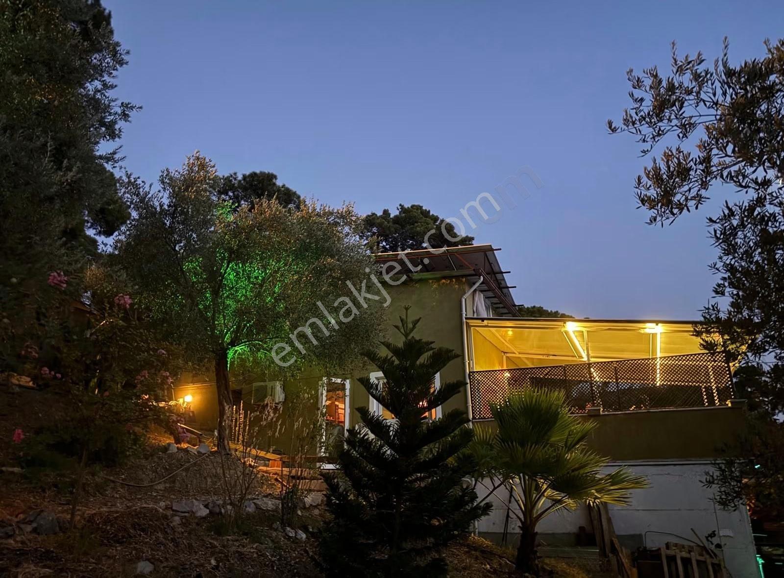 Deniz Manzaralı Zeytınlık - Görsel 6