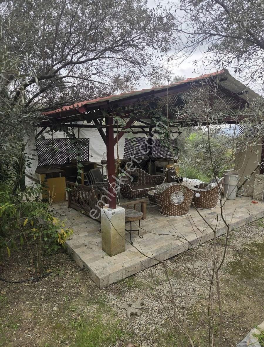 Deniz Manzaralı Zeytınlık - Görsel 25