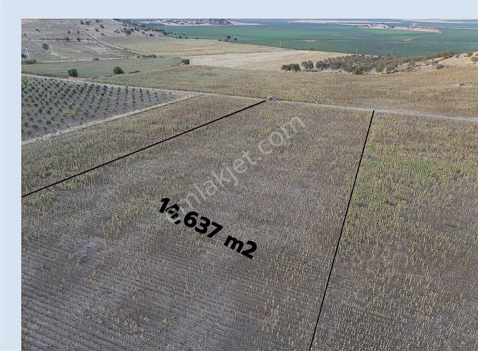 Dikili Demirtaşta 14,637 M² Düz Verimli Tarım Arazisi