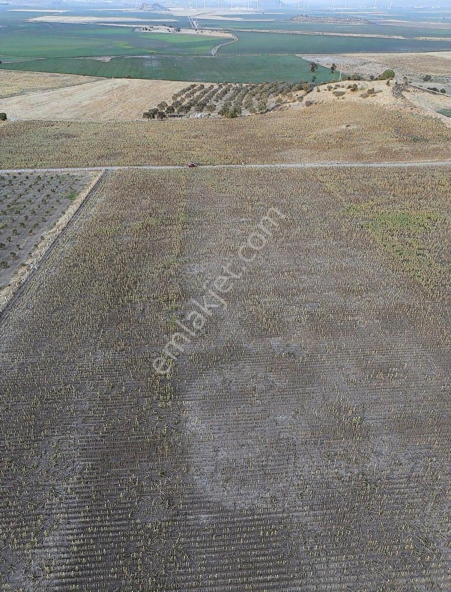 Dikili Demirtaşta 14,637 M² Düz Verimli Tarım Arazisi - Görsel 5