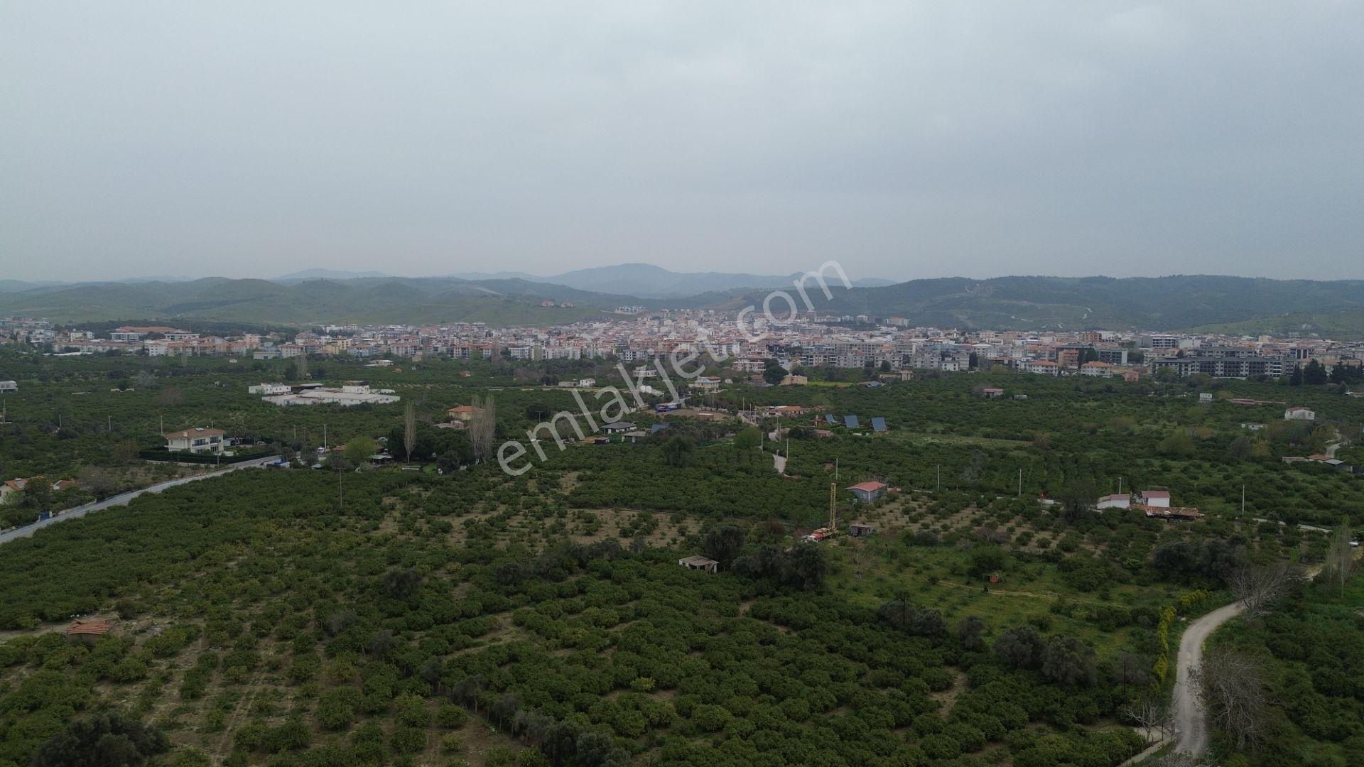 Veri'den Sığacık'ta 3 Ayrı Tapu Satılık Naranciye Bahçesi! - Görsel 16