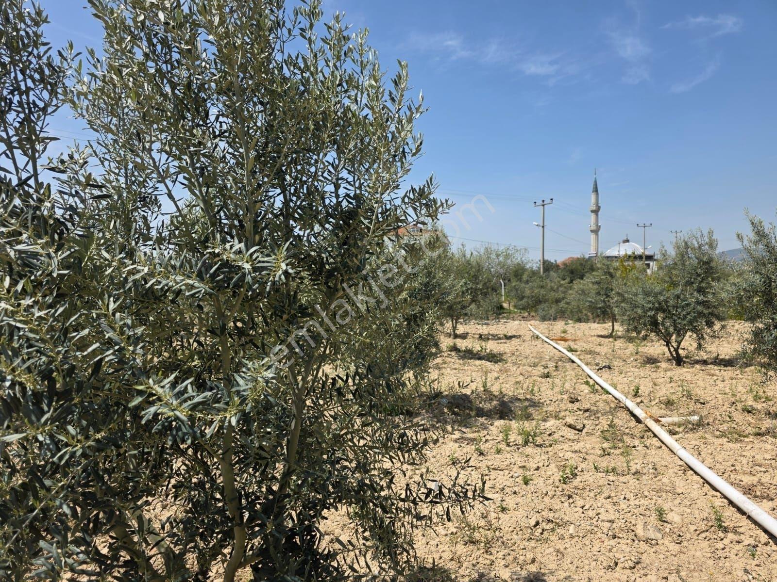 Aybars'tan Pamukkale Irlıganlı'da Satılık 426 M2 Arsa - Görsel 7
