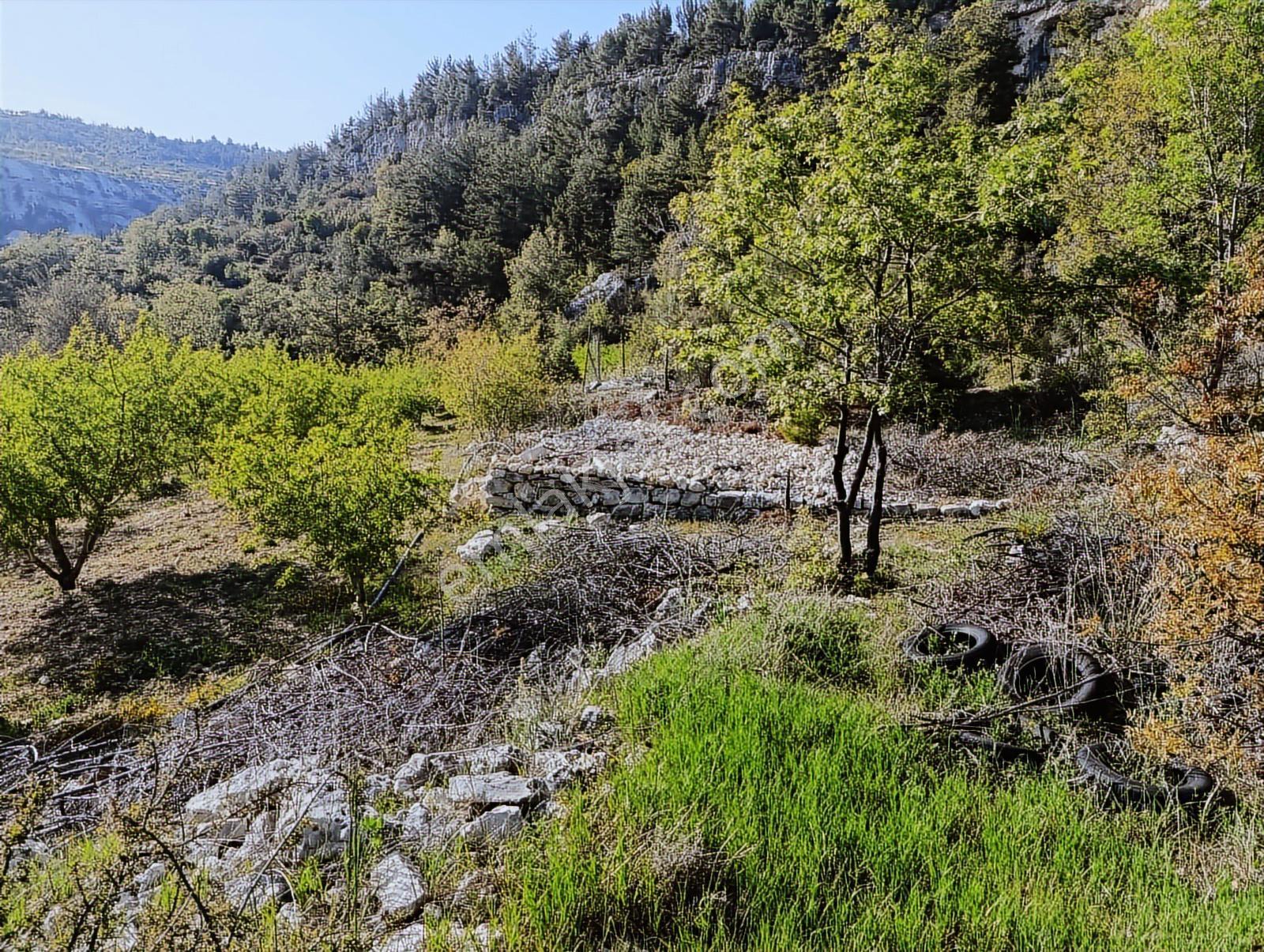 Karakuş Emlaktan Gülnar Yenicede Satılık Yetişmiş Badem Bahçesi - Görsel 2