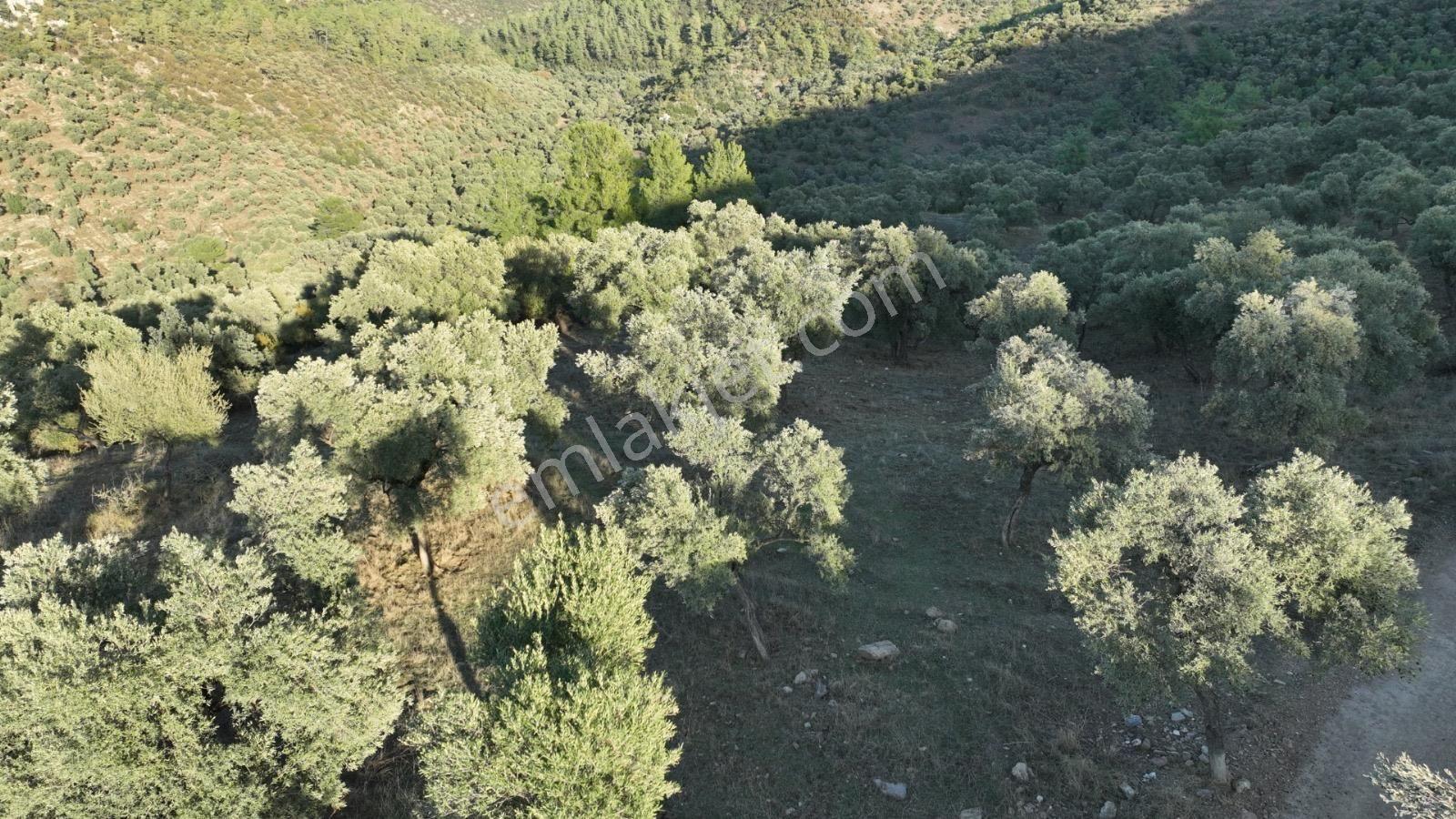 Kemikler Köyünde Satılık Kadastrol Yolu Açık Bakımlı Zeytinlik. - Görsel 35