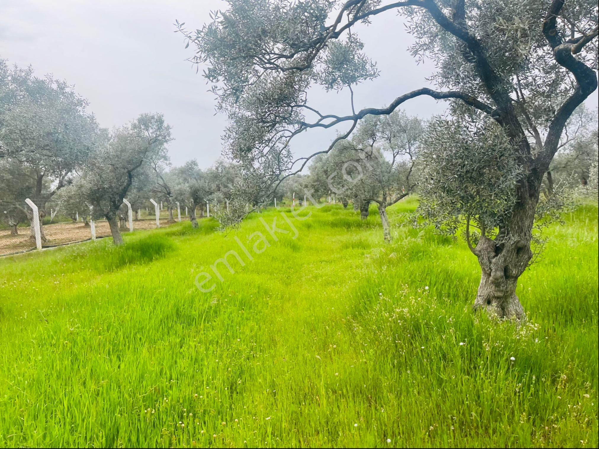 Torbalı Dirmil Mahallesi Müstakil Parsel 2504 M2 Satılık Tek Tapu Tarla - Görsel 21