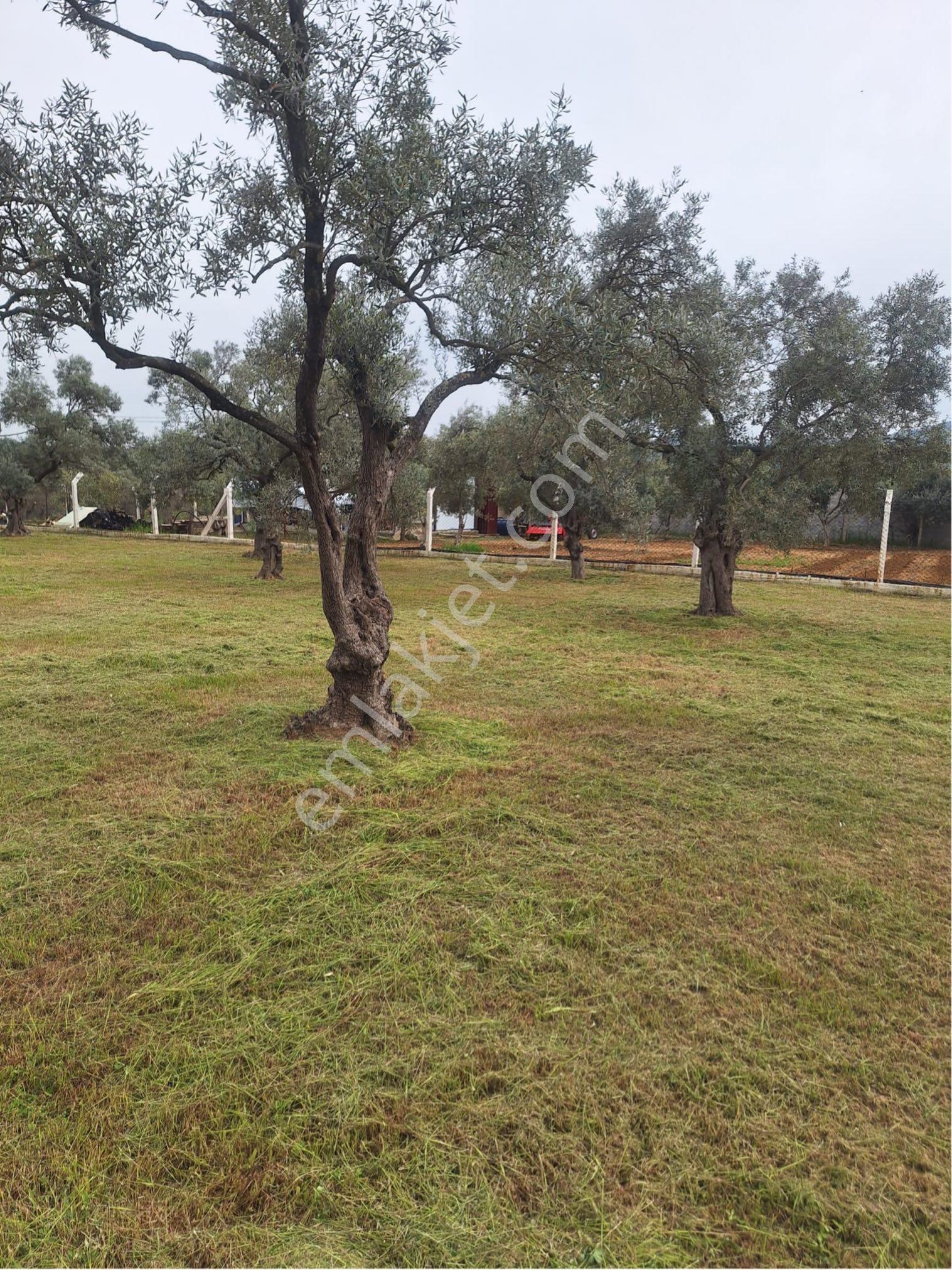 Torbalı Dirmil Mahallesi Müstakil Parsel 2504 M2 Satılık Tek Tapu Tarla - Görsel 5