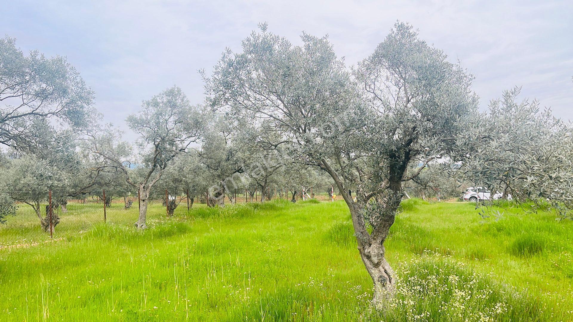 Torbalı Dirmil Mahallesi Müstakil Parsel 2504 M2 Satılık Tek Tapu Tarla - Görsel 18