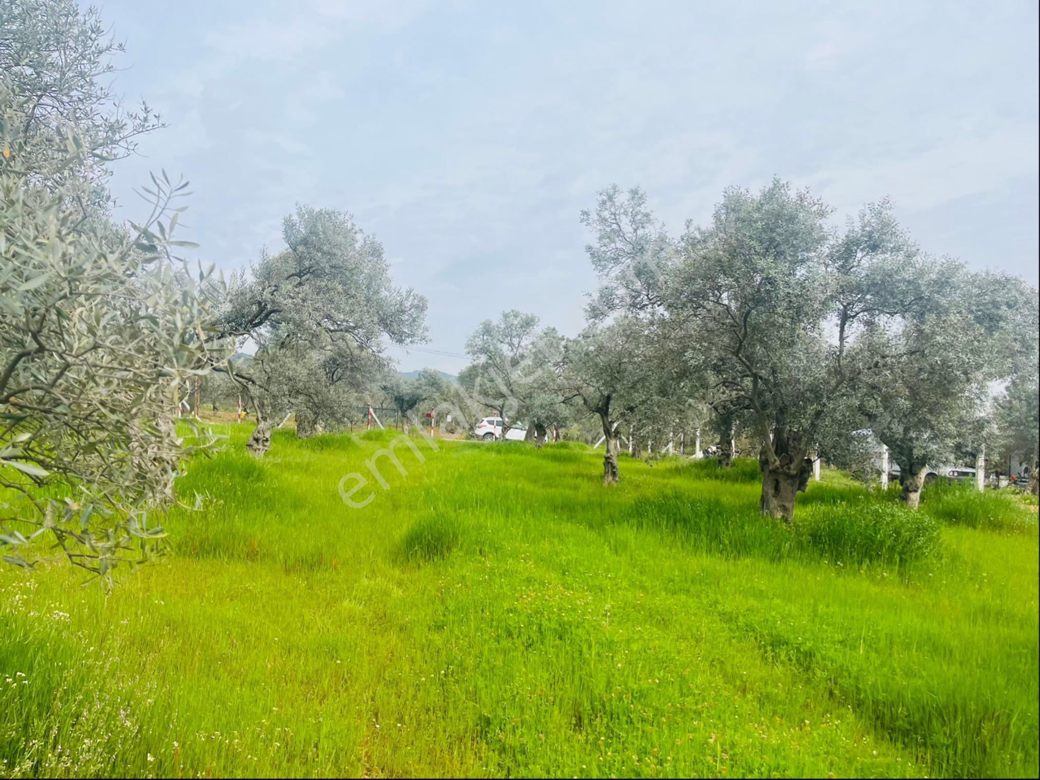 Torbalı Dirmil Mahallesi Müstakil Parsel 2504 M2 Satılık Tek Tapu Tarla - Görsel 25