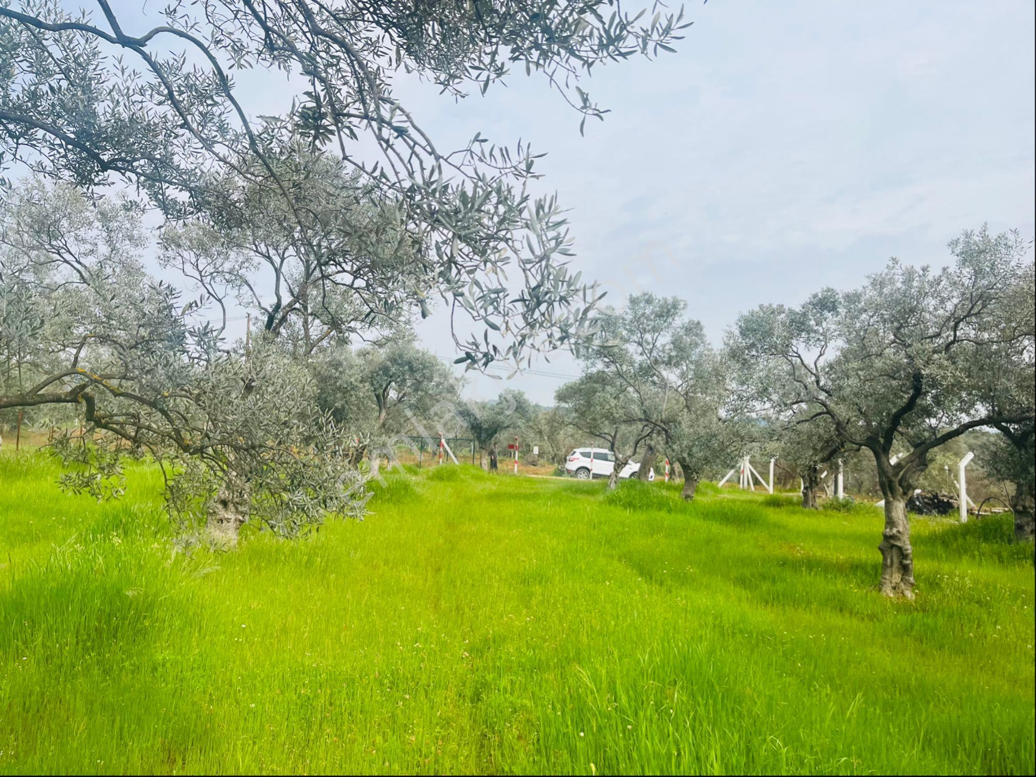 Torbalı Dirmil Mahallesi Müstakil Parsel 2504 M2 Satılık Tek Tapu Tarla - Görsel 34