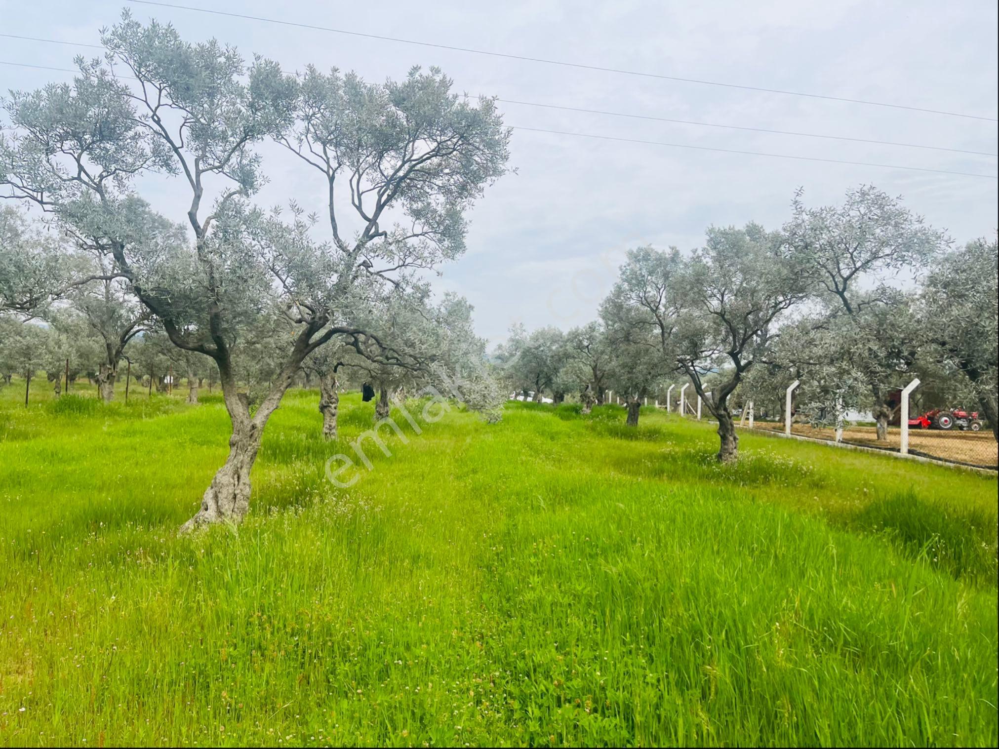 Torbalı Dirmil Mahallesi Müstakil Parsel 2504 M2 Satılık Tek Tapu Tarla - Görsel 22