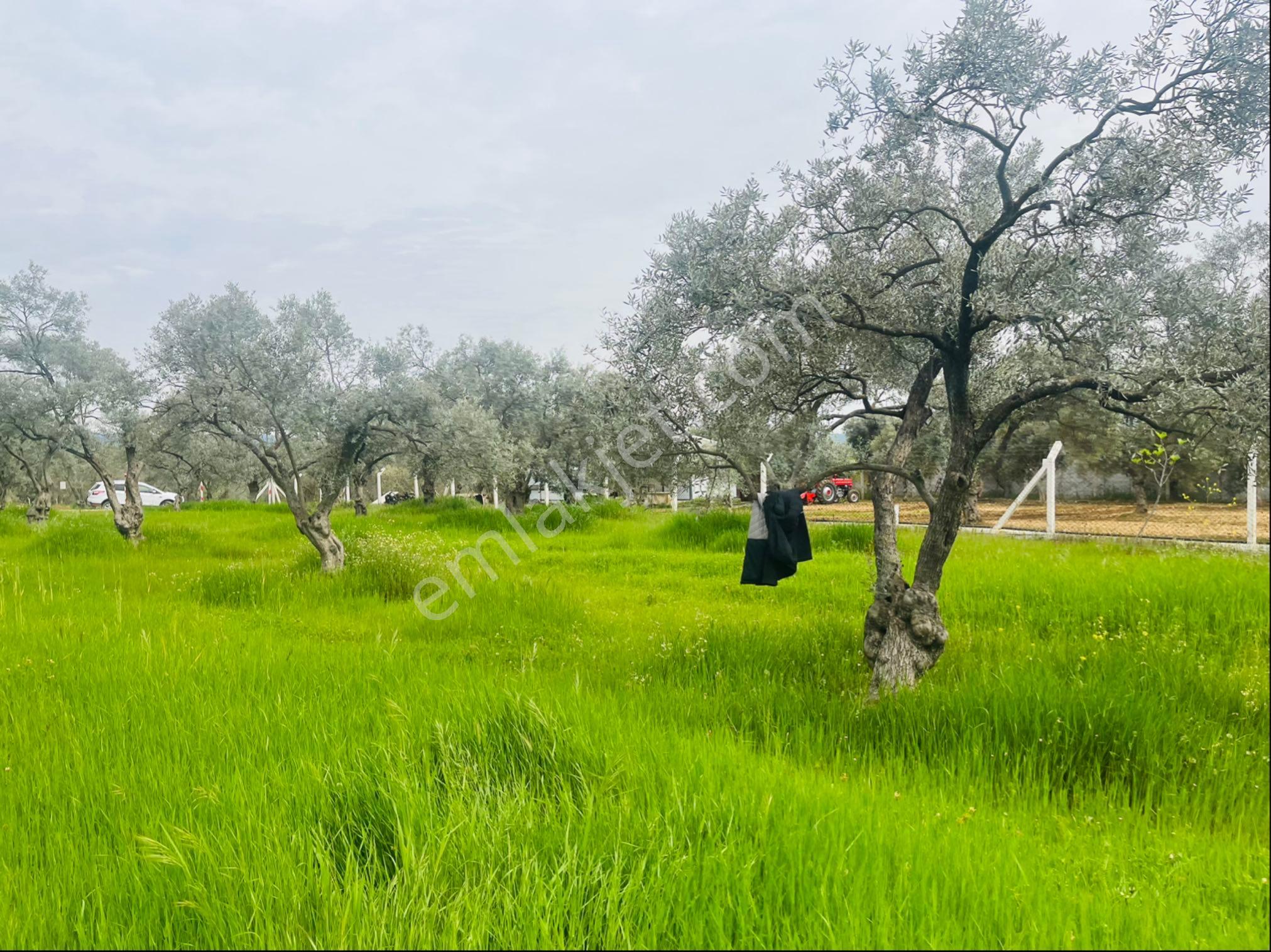 Torbalı Dirmil Mahallesi Müstakil Parsel 2504 M2 Satılık Tek Tapu Tarla - Görsel 16