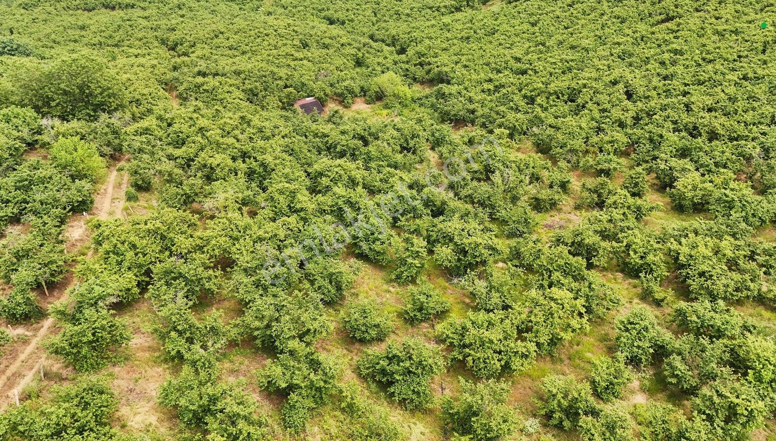 Kocaali Kozluk 10.847 M2 Muhteşem Verimli Fındık Bahçesi - Görsel 12
