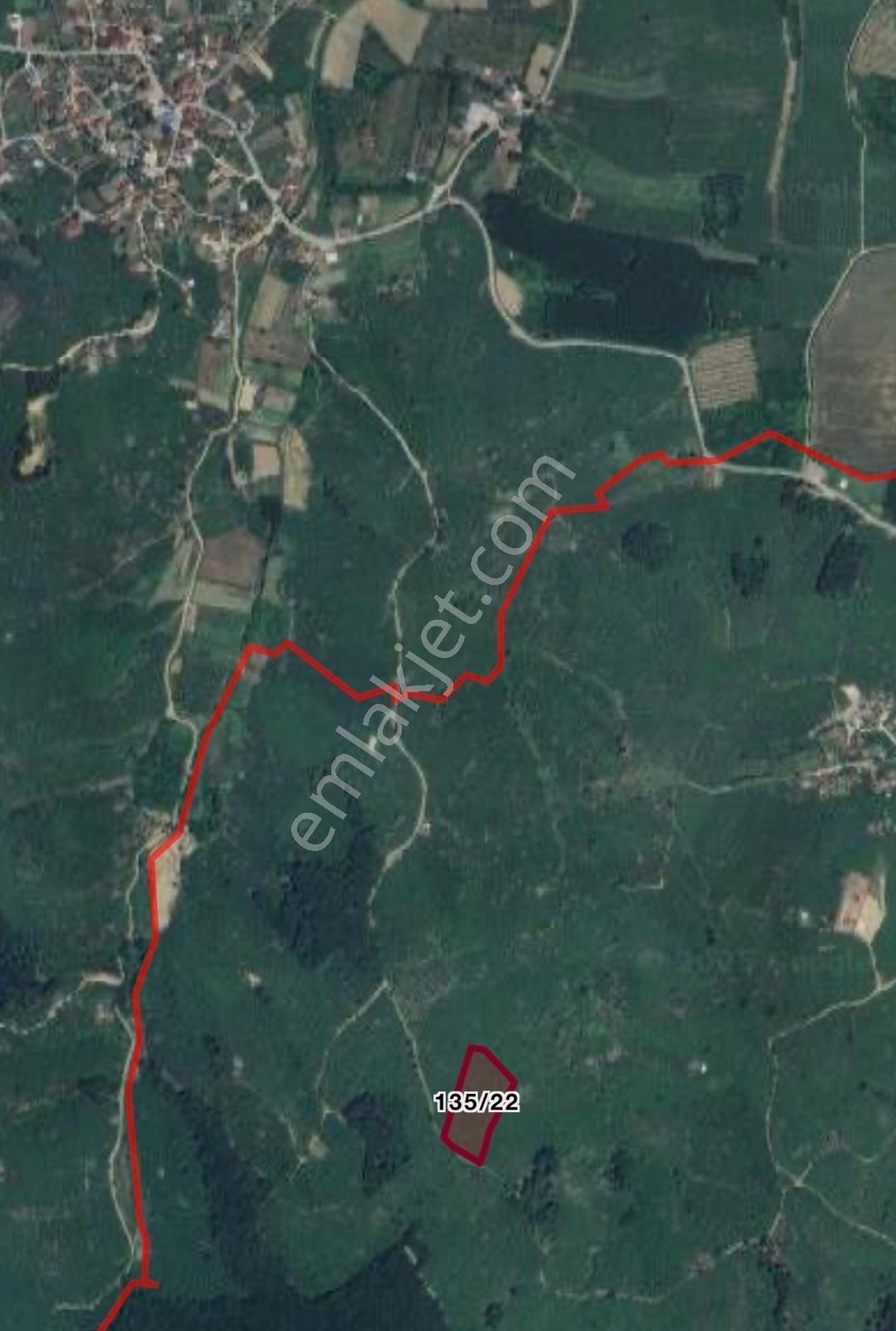 Kocaali Kozluk 10.847 M2 Muhteşem Verimli Fındık Bahçesi - Görsel 5