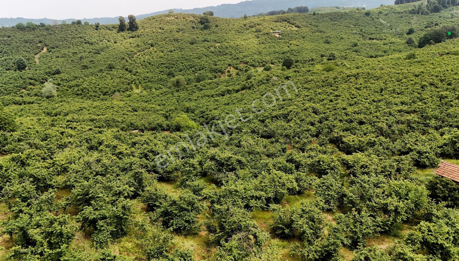 Kocaali Kozluk 10.847 M2 Muhteşem Verimli Fındık Bahçesi - Görsel 10