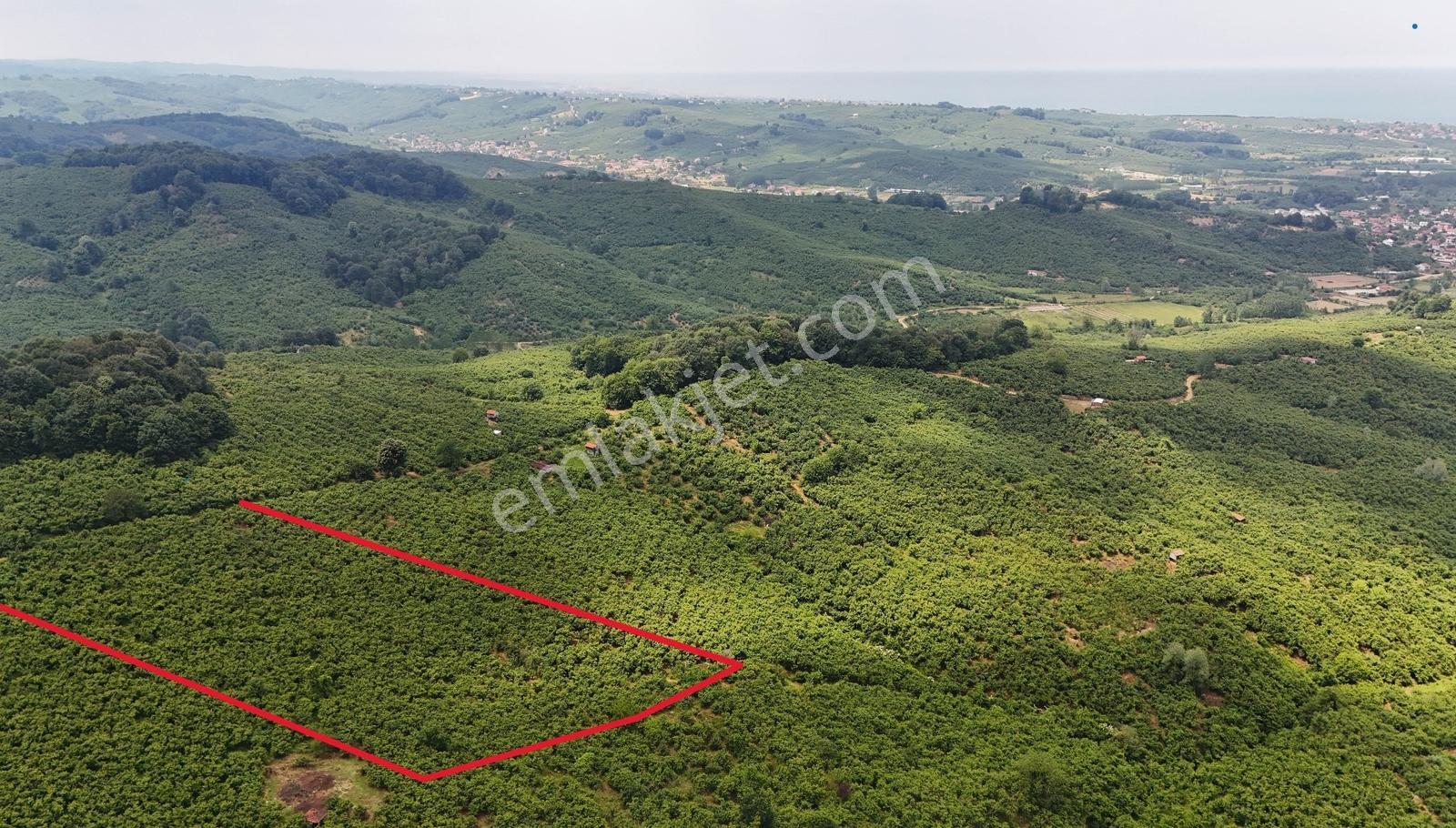 Kocaali Kozluk 10.847 M2 Muhteşem Verimli Fındık Bahçesi - Görsel 3