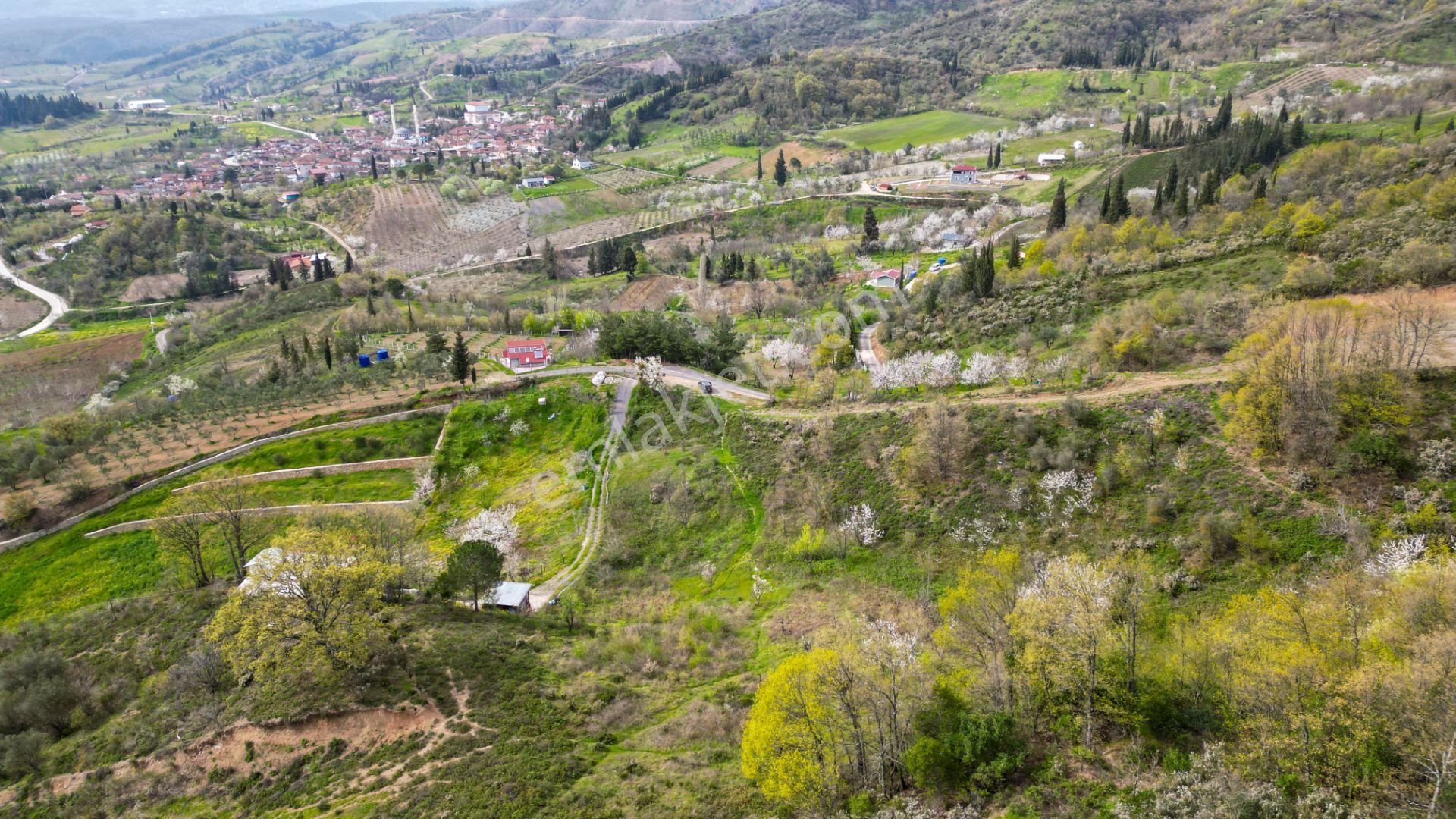 Uzmanlar'dan Karamürsel Akçat 6.386 M2 Satılık Meyve Bahçesi - Görsel 4