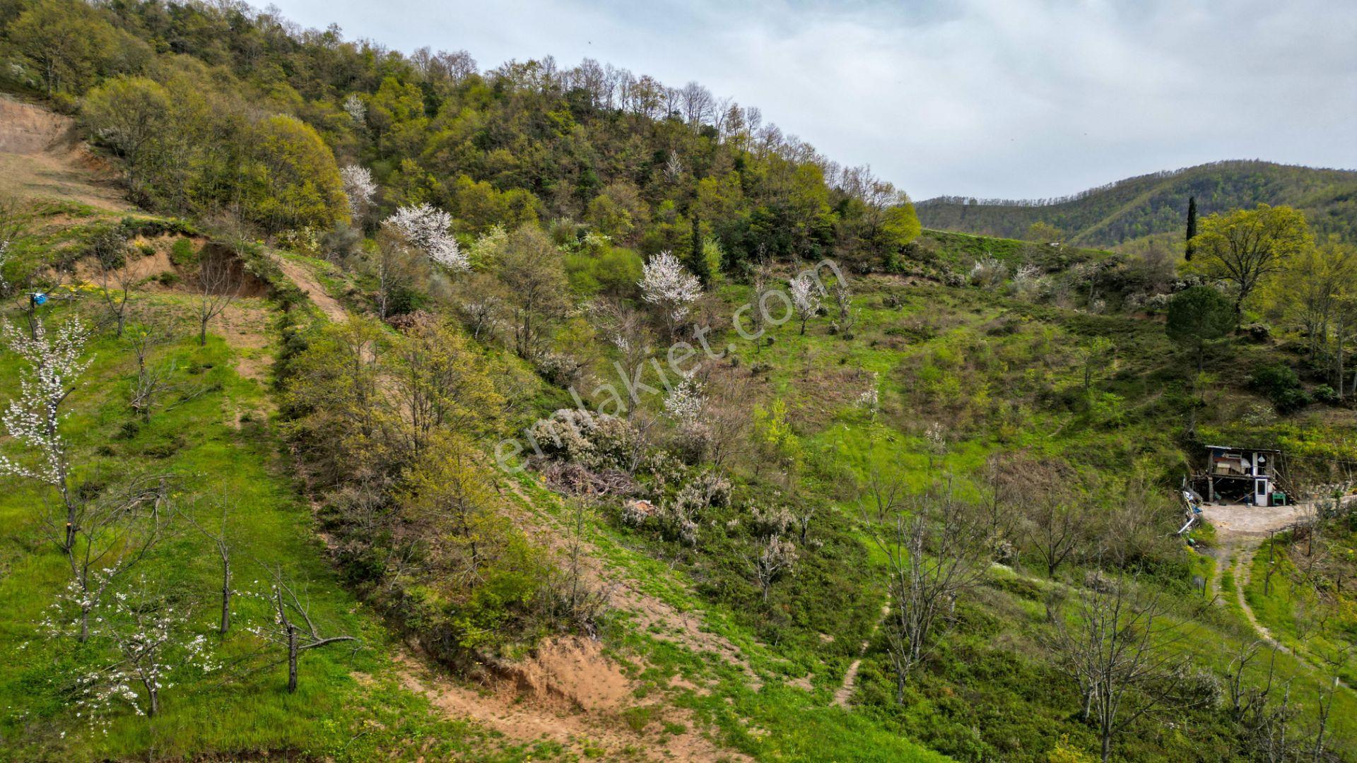 Uzmanlar'dan Karamürsel Akçat 6.386 M2 Satılık Meyve Bahçesi - Görsel 10