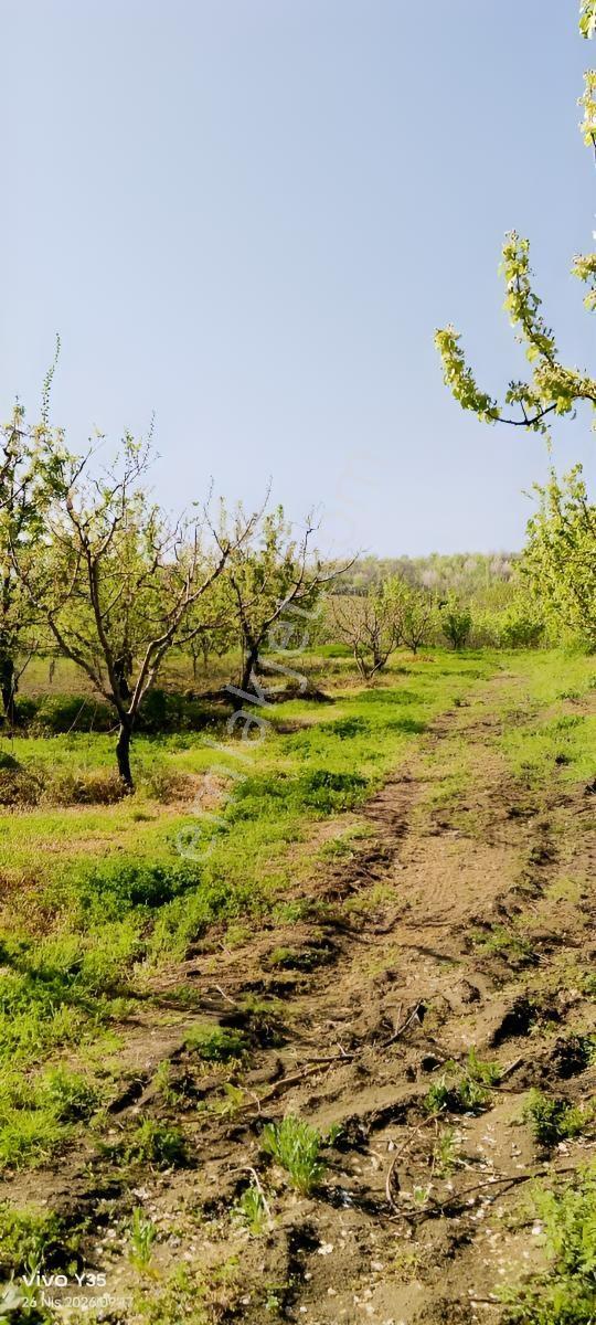 Satılık Meyve Bahçesi (inegöl) 430 Adet Yetişkin Meyve Ağaçları - Görsel 11