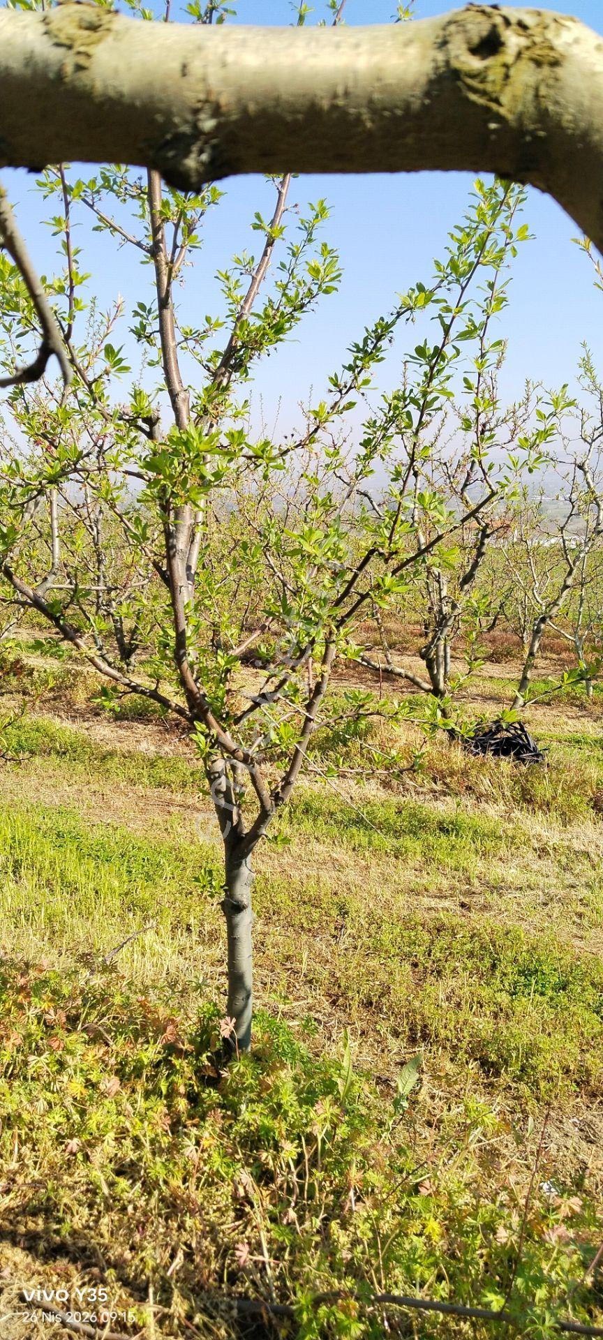 Satılık Meyve Bahçesi (inegöl) 430 Adet Yetişkin Meyve Ağaçları - Görsel 39