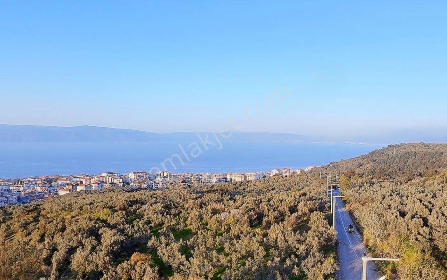 Mudanya Halitpaşa Da Deniz Manzaralı Zeytinlik - Görsel 7