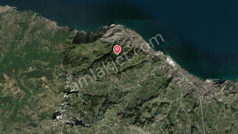Mudanya Halitpaşa Da Deniz Manzaralı Zeytinlik - Görsel 6