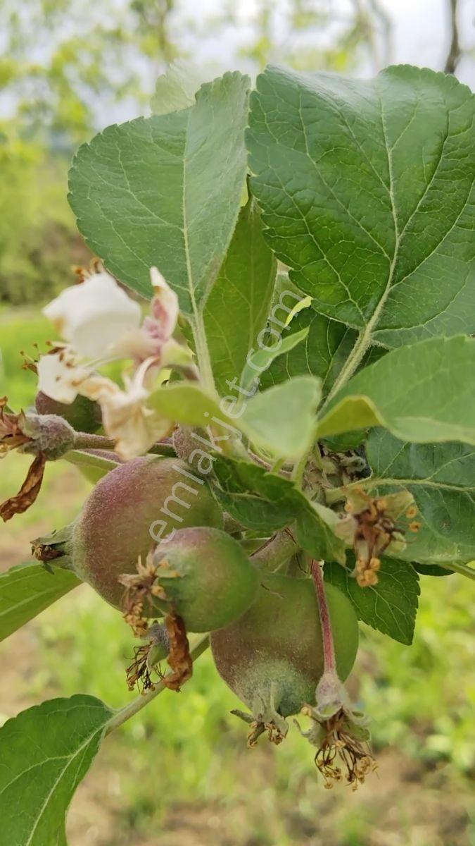 İnegöl'den 5 Dk.mükemmel Manzaralı Elma Bahçesi - Görsel 13