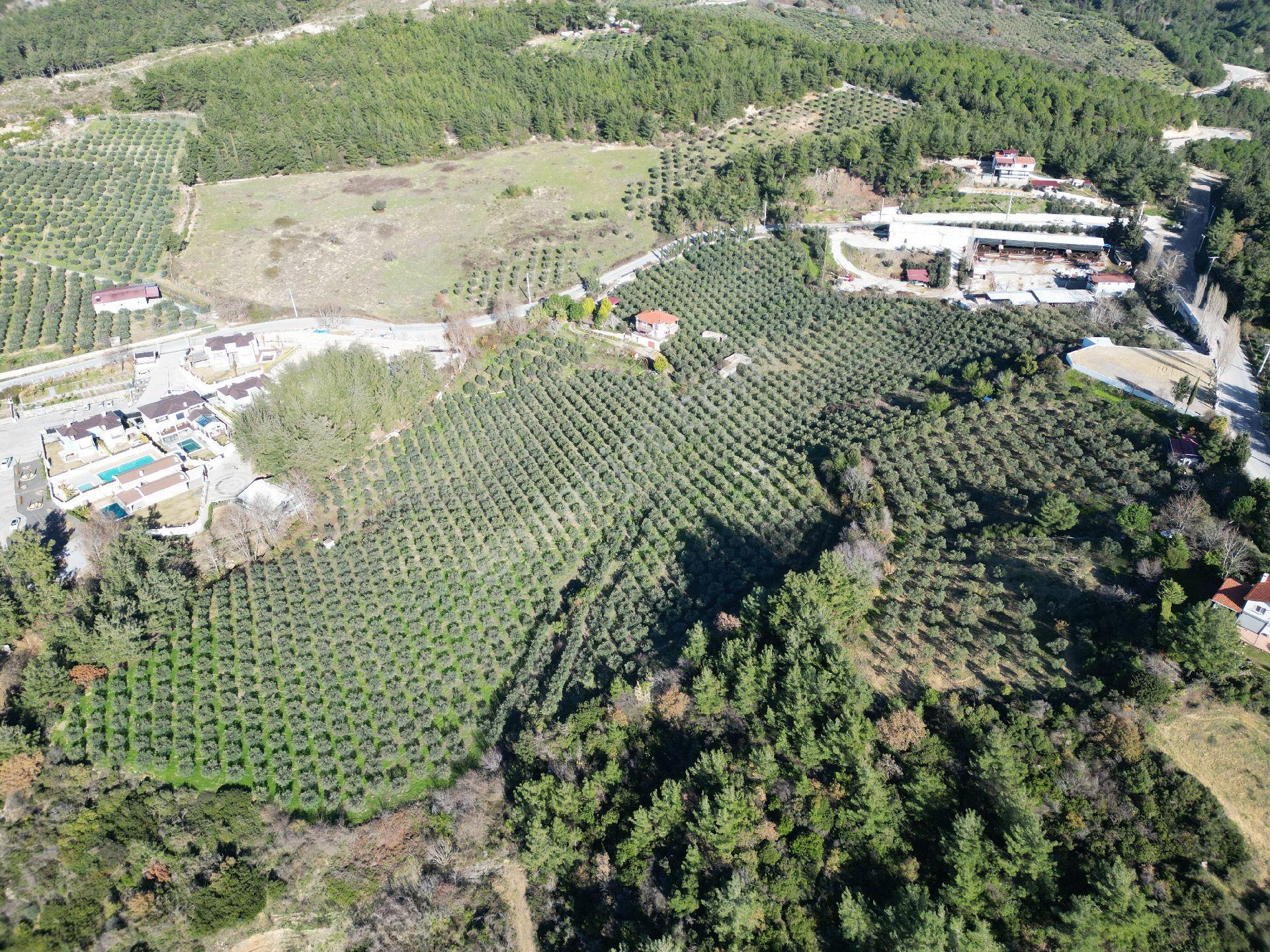 Kuşadası Yaylaköy Mahallesinde Satılık 40 Dönüm Fullbdeniz Manzaralı Yatırıma Uygun Arazi - Görsel 14