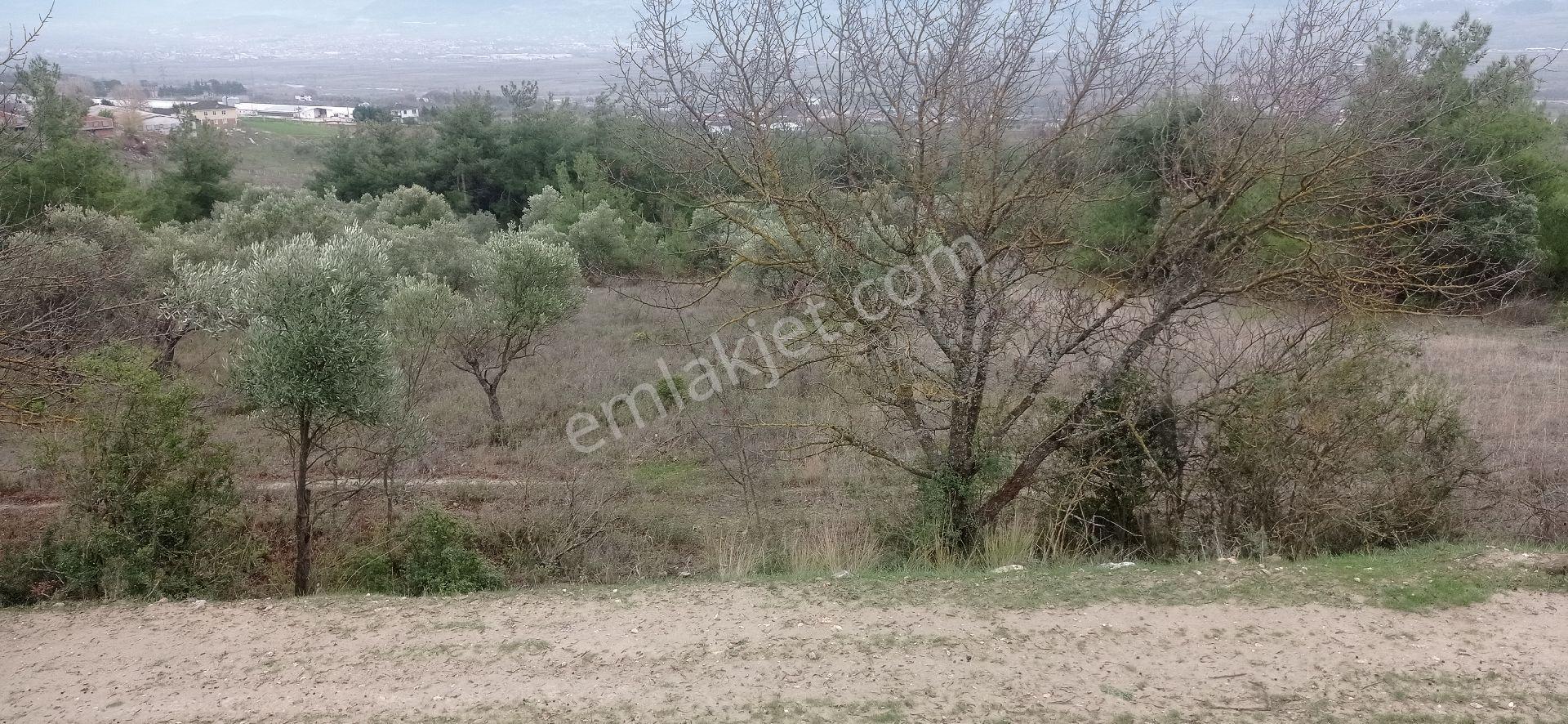 Tarla Bağ Bahçe - Görsel 2