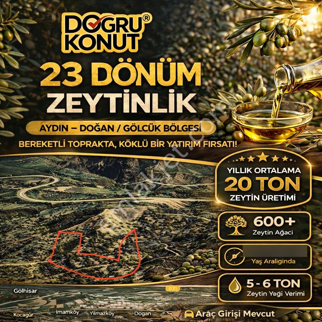 Aydın Efeler Karaköy 23 Dönüm 600 Zeytin Ağaçlı Satılık Zeytinlik - Görsel 2