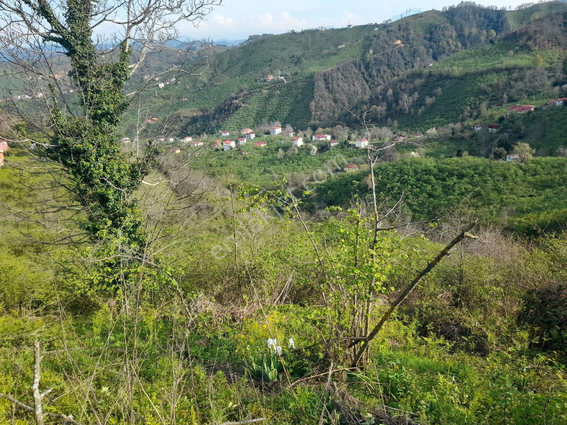 Bulancak Küçüklü Satılık 1.5 Dönüm Deniz Manzaralı Bahçe - Görsel 9