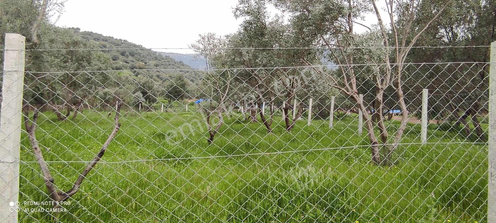 İzmir Bayındır'da Satılık Zeytinlik - Görsel 7
