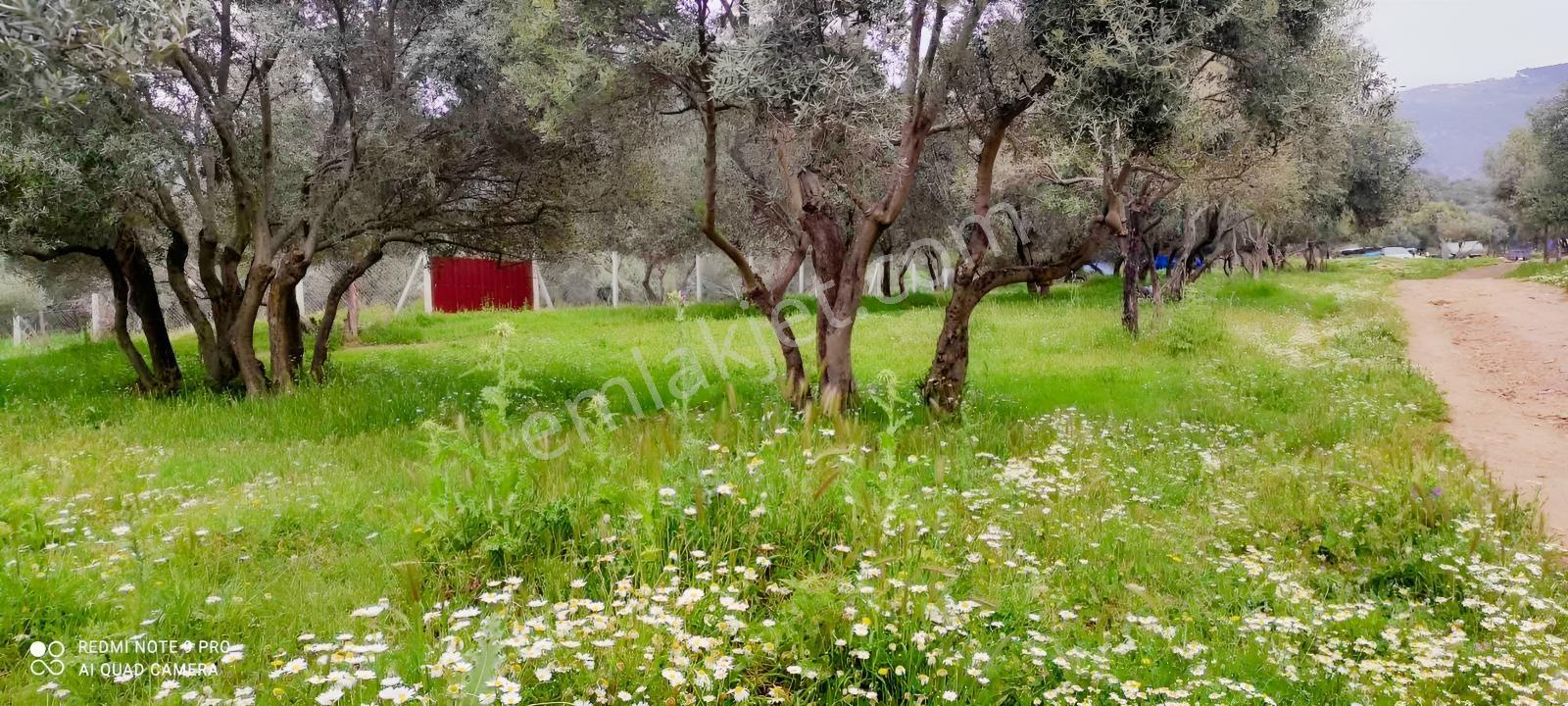 İzmir Bayındır'da Satılık Zeytinlik - Görsel 5