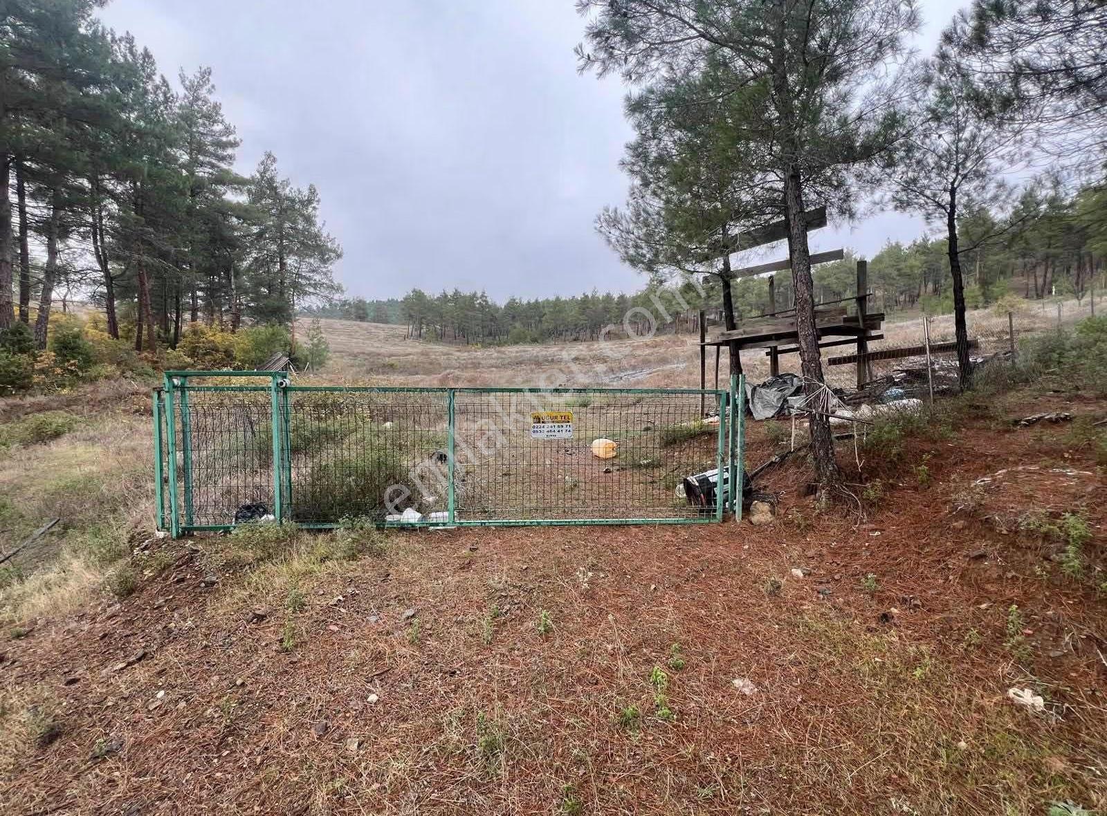 İsminar Gayrimenkulden Büyükorhan Da 29 Dönüm Satılık Tarla