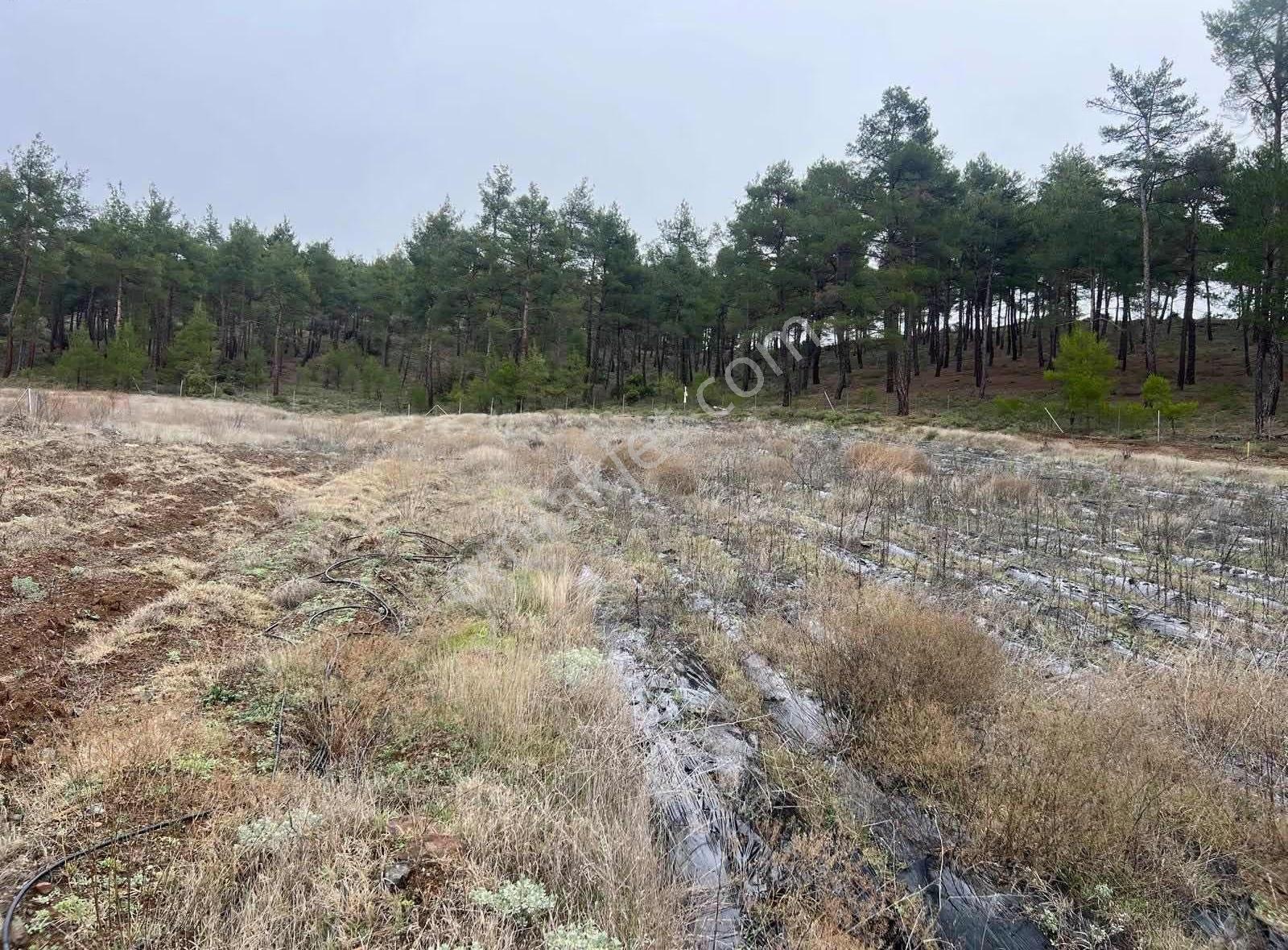 İsminar Gayrimenkulden Büyükorhan Da 29 Dönüm Satılık Tarla - Görsel 19
