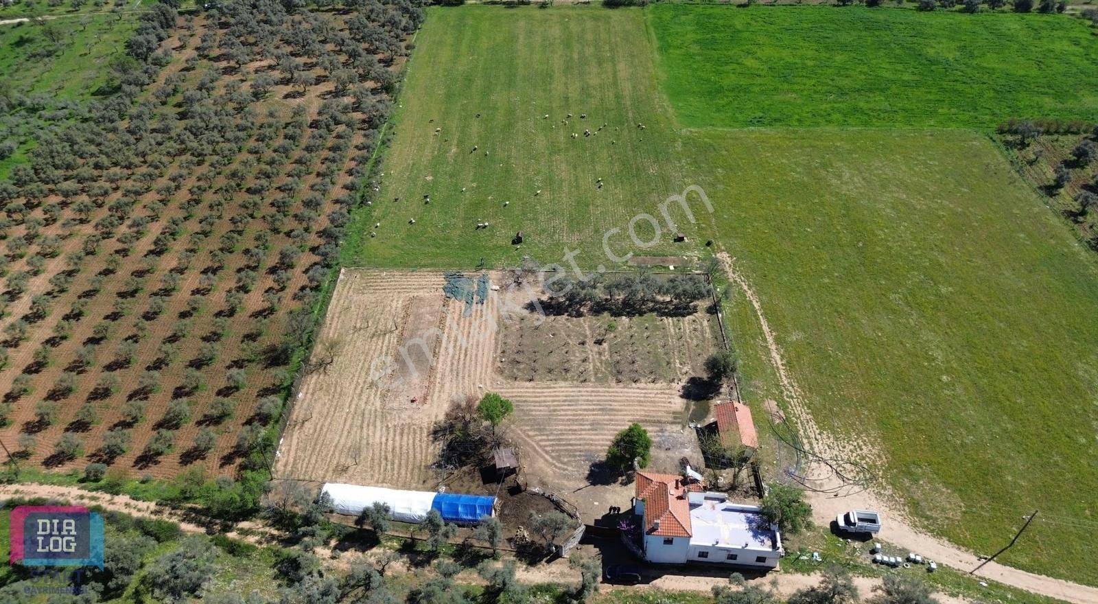 Fırsat!! Hem Ev Hem De Tarla 14 Dönüm Muğla Yatağan'da