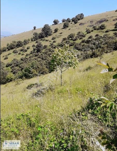 Hisar'dan Gültepe'de Bölgenin En Uygunu Tarla Ve Ceviz Bahçesi.. - Görsel 10