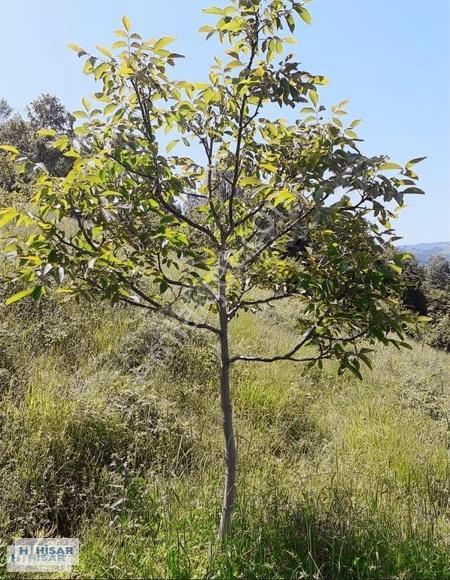Hisar'dan Gültepe'de Bölgenin En Uygunu Tarla Ve Ceviz Bahçesi.. - Görsel 17