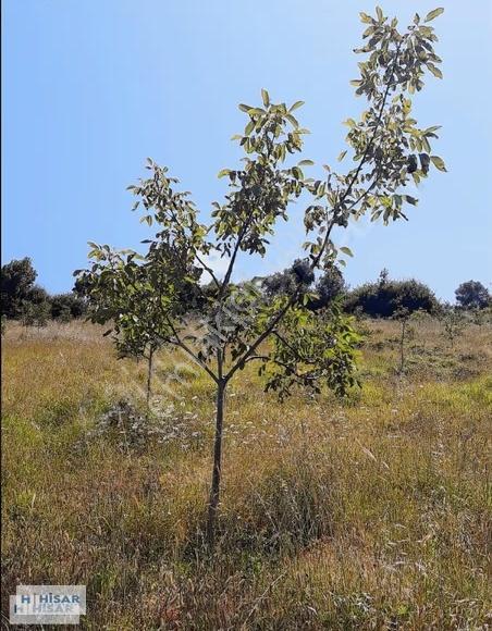 Hisar'dan Gültepe'de Bölgenin En Uygunu Tarla Ve Ceviz Bahçesi.. - Görsel 4