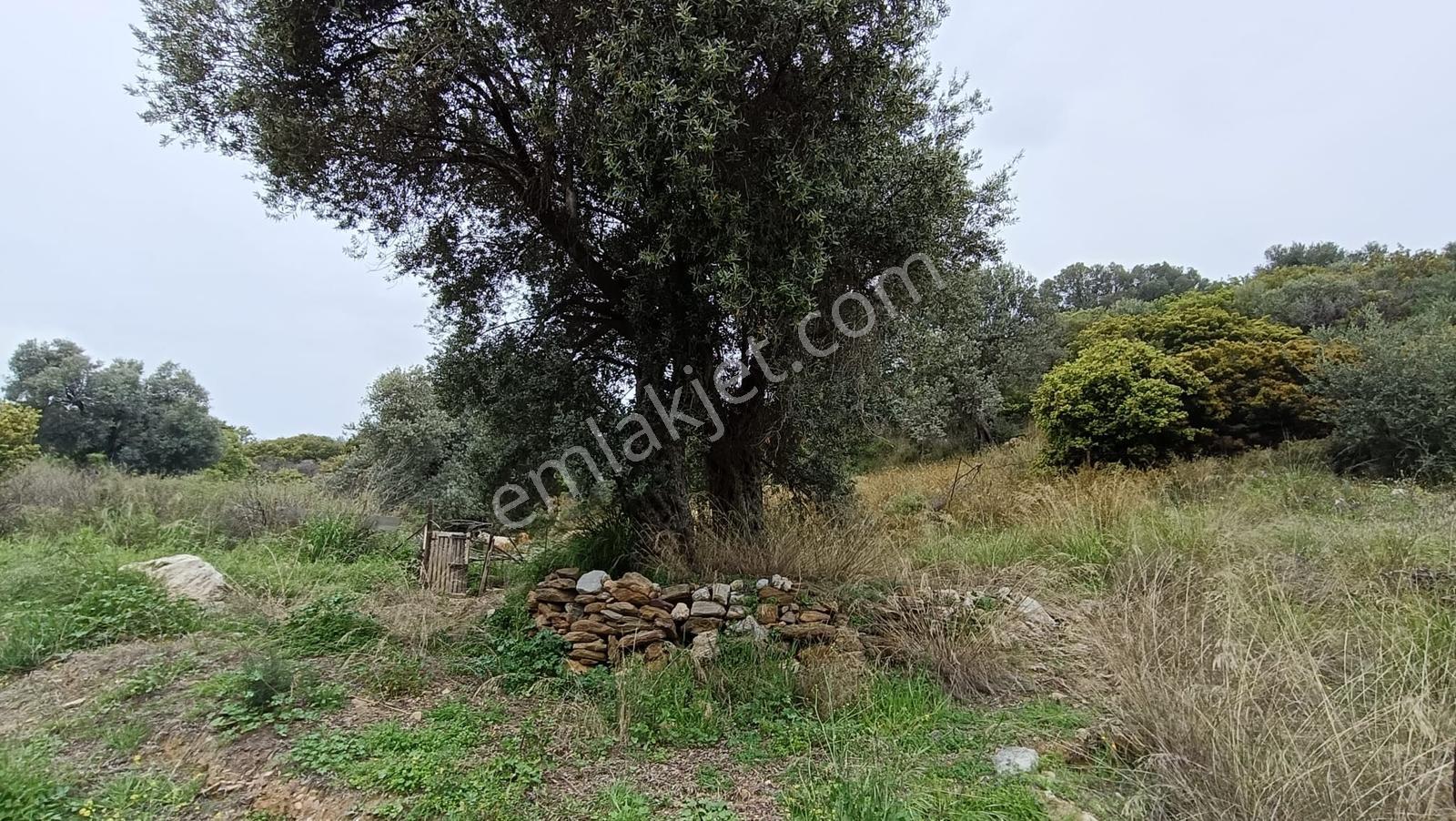 Tek Tapu, Deniz Manzaralı Zeytinlik - Görsel 7